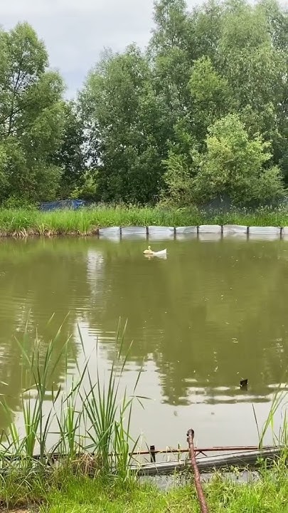 Хехе!!!🤣👍Мартын Ищет Спутницу Жизни👋😂Которая не Ворчит и не Кричит🤣😂😜 ...