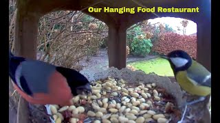DIY Birds Hanging restaurant made out of carton Box 🌿🐤 by Rescued Angel 75 views 4 months ago 17 minutes