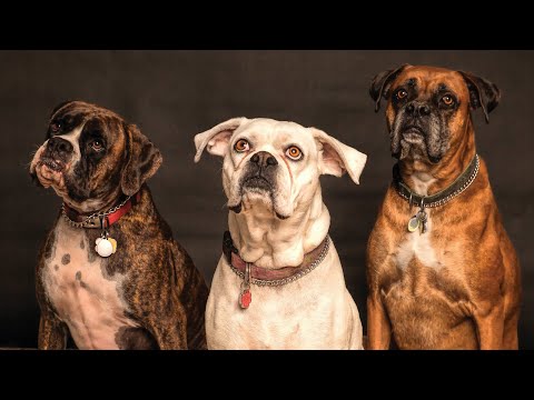Видео: Как научить собаку делать зрительный контакт