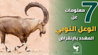 الوعل النوبي البدن الماعز الجبلي Nubian Ibex