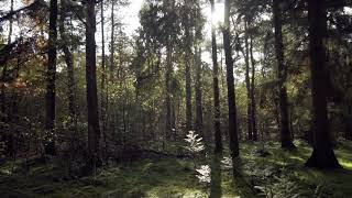 Video mentahan pemandangan alam hutan || no copyright || #1