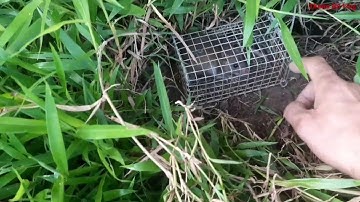 phát hiện bãi cỏ quá nhiều chuột bẫy rắn @thuanhovlog