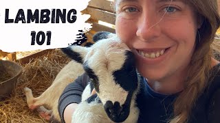 How to Breed Sheep & Raise Your Own Lambs | Lambing Season 2022 screenshot 4