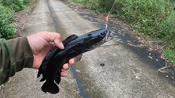 Câu cá lóc rừng U Minh Thượng tập 15 | câu láng, câu kênh, câu bộ  một ngày câu đầy gian nan.