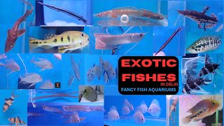 EXOTIC FISHES IN DELHI | FANCY FISH AQUARIUMS | IMPORTED FISHES | AQUARIUM | EXOTIC LIFE #3
