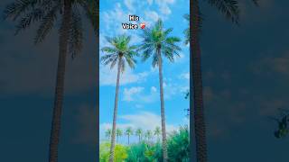Most Beautiful recitation by shaikh Abdul Rahman mossud , beautiful nature of my village