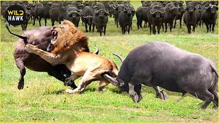 Lion Attacks Fails | Scary Moments When Deadly Horns Crush Predators! | Wild Animals