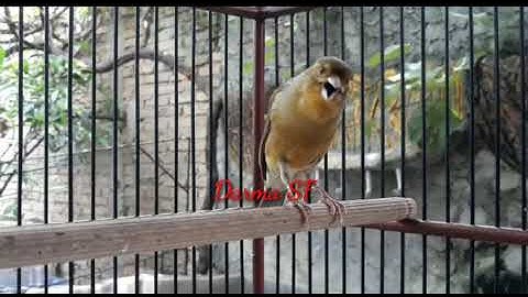 5 Burung Masteran || Rambatan, Cililin, Tangkek Buto, Kenari, Siri Siri Kecil
