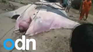 Fishermen in Peru catch GIANT 26ft manta ray