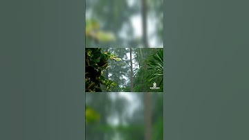 Thumbnail of Assubhu Bada | الصبح بدا | Naat | Quran - Soothings