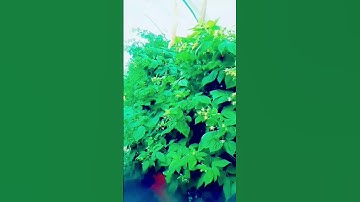 القرآن الكريم #nature #القزابري #الرحمن #اكسبلور #المصحف