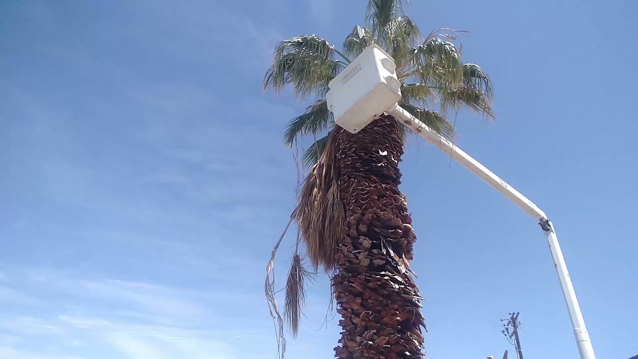 Palm Tree Trimming YouTube