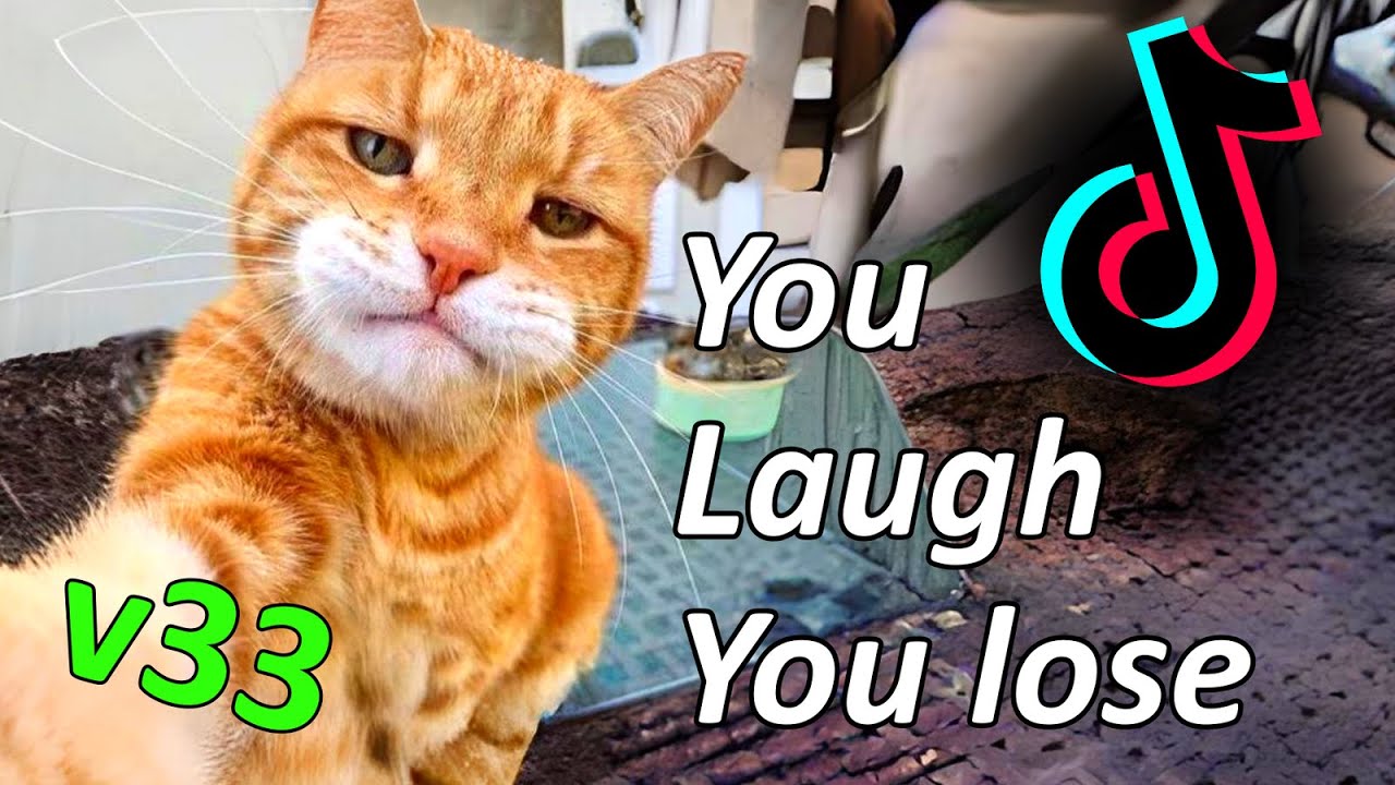 FUNNY CAT MEMES I FOUND ON TIKTOK v33