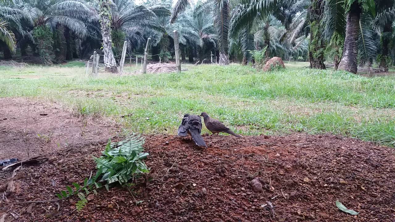 Burung pikat rantau YouTube