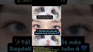 Đôi mắt mè Ragdoll ngây thơ long lanh 💙✨ #contactlens #quatangbangai #kazelens #quasinhnhat