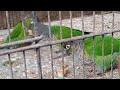 Green cheek canures breeder  parrot pair eats  peanuts