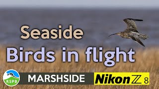 Photographing Birds in Flight at RSPB Marshside   Nikon Z8