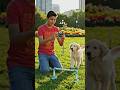 Cutest Puppy Agility Training Ever! 🐕✨ #shortfeed #shortvideo #shortfeed