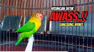 Suara Lovebird Ngekek Panjang Cepat Memancing Bunyi Hanya Beberapa Detik Langsung Ikut Bunyi