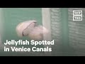 Biologist Spots Jellyfish in Venice Canals | NowThis