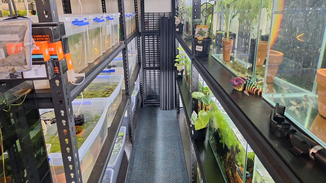 Quick Feeding Video, Using Decapsulated Brine Shrimp. So Quick and Easy