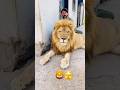 Lion brand 😎biggest animals #lion #tigerspotted #wildcats #animals #wildliferescue 😘😘😘
