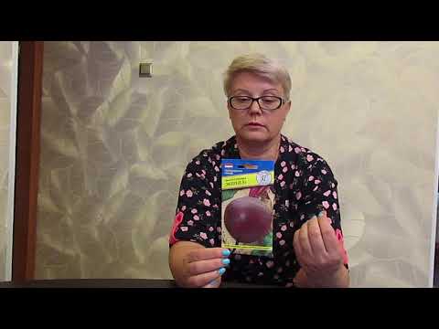 Лучшие сорта свеклы.