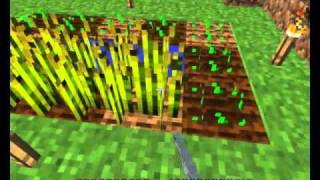 Minecraft Farm: Come coltivare il grano