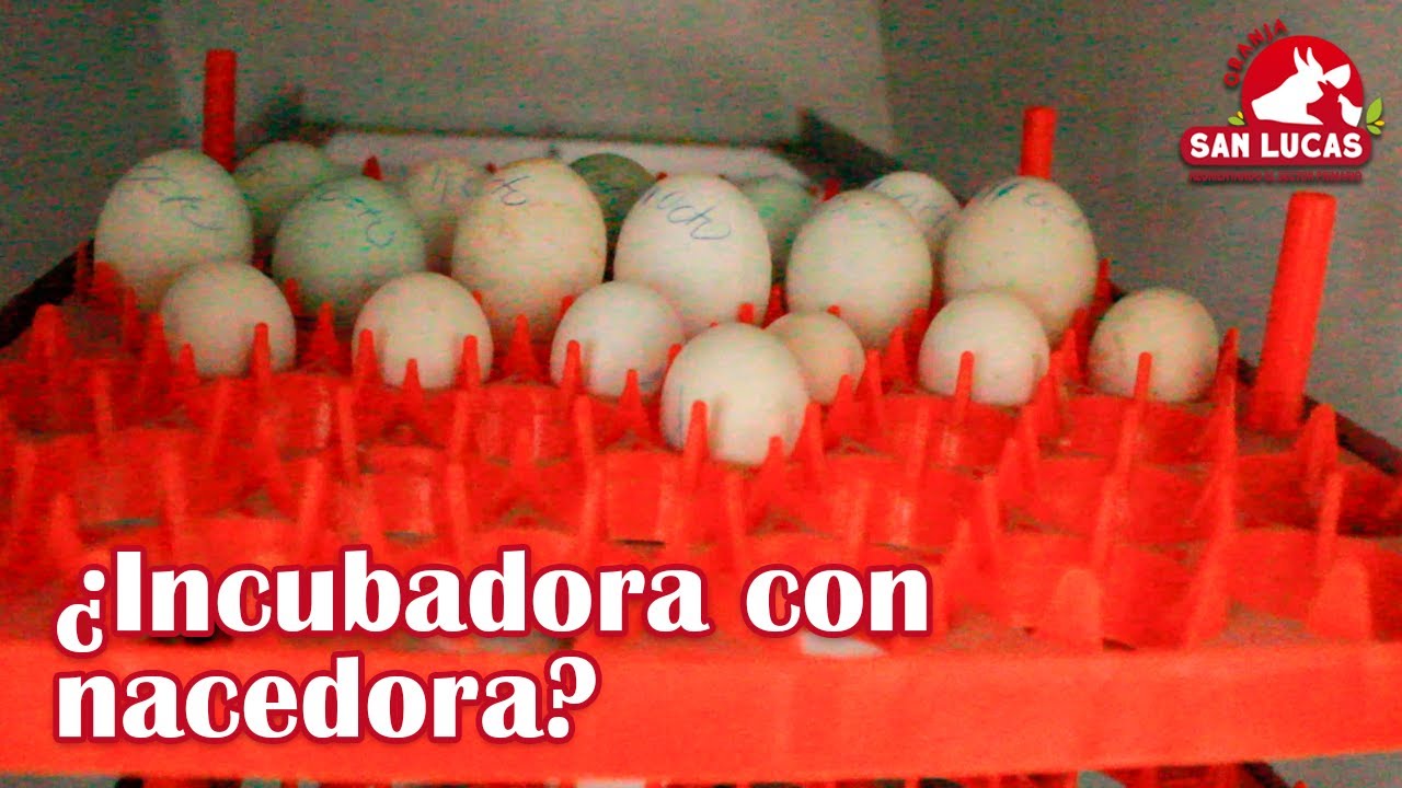 Incubación de huevos | ¿Con nacedoras o separadas? | Granja San Lucas