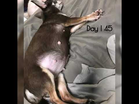 Chihuahua giving birth - YouTube