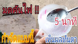 กําจัดมดคันไฟ💥 ภายใน 5 นาทีเหลือเชื่อมาก💥เรียบร้อย เห็นทันตา / พ่อเพลิน Channel