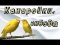 Канарейки.  Ежедневный уход и содержание