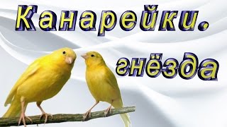 Канарейки.  Ежедневный уход и содержание