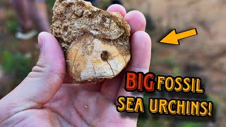 Unexpected finds while hunting fossil Sea Urchins in Mississippi!