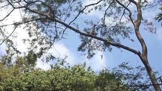 Colobus Monkeys Jumping