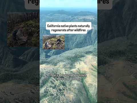 Studying California’s Wildfires From The Sky - How Poor Forest Management Makes Wildfires Worse