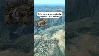 Studying California’s Wildfires From The Sky - How Poor Forest Management Makes Wildfires Worse