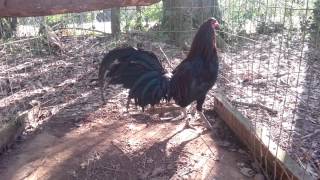 Georgia special gamefarm