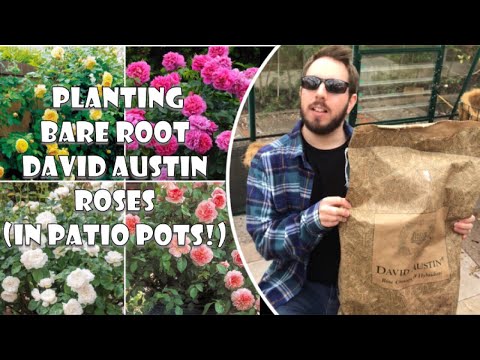 Como POTS plantar BARE ROOT DAVID AUSTIN rosas no pátio!