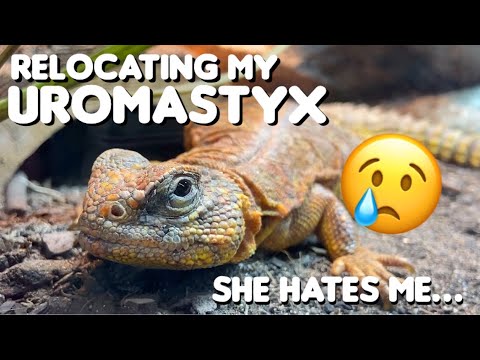 My Uromastyx HATES Me, So I Relocated Her