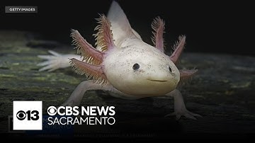 How do axolotls regrow limbs? | The Answer
