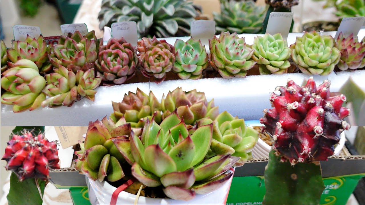 I Saved Hubby Lots of Money PLANT HAUL | Agavoides Cactus & More