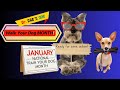WALK YOUR DOG @DR. DAD’S OPD! #WALKYOURDOG #PETPARENT #PETLOVERS #doglovers #viralvideos #viral