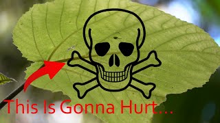 Do Not Touch This Plant - The stinging Gympie-Gympie