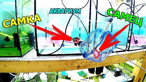 Сделал ход конем для барбусов