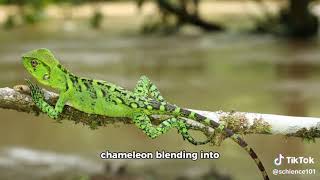 Evolution of Camouflage