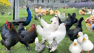 The Finest Organic Poultry Keeping: From Chicks to Happy Hens, DIY Duck Coop & Cozy Cooking