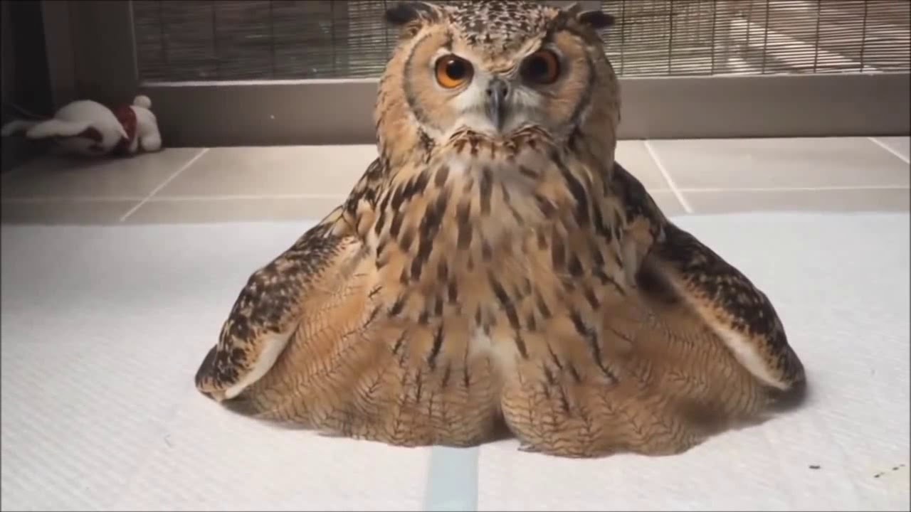 Corujas Lindas E Fofas Part1 Cute And Cute Owls Youtube