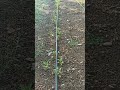 1. kısım biberlerimizde Son durum 🌱 Güneşsizlik bodur bıraktı 🤔 #biber #bahçe #tarım #tarla