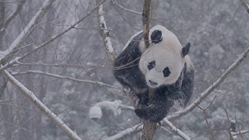 Giant pandas in the snow Feb. 20, 2019